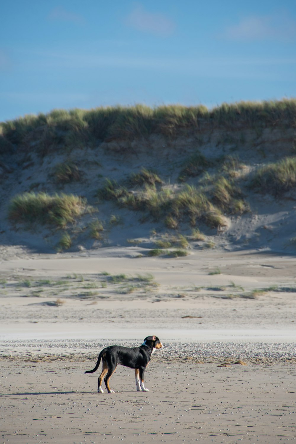 a dog standing on top of a sandy beach
