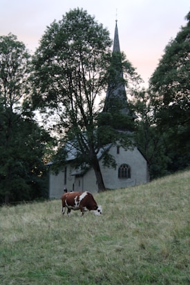 A peaceful scene featuring a brown and white cow grazing on grass in front of an old stone church with a tall spire. The church is partially obscured by large trees, adding a serene and rustic atmosphere. The grass appears lush and slightly overgrown, while the evening sky casts a soft light over the landscape.