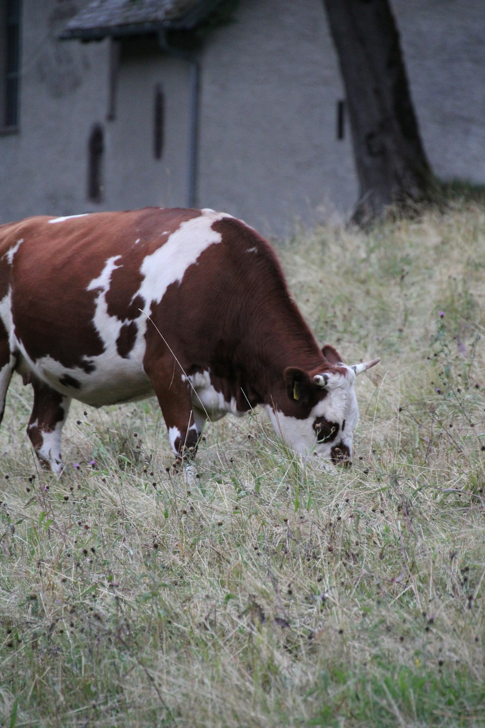 a brown and white cow grazing in a field