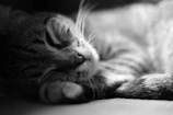A detailed pencil drawing of a friendly cat curled up and sleeping peacefully.