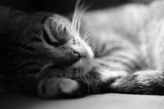 A close-up of a sleeping cat with its eyes gently closed and whiskers prominently visible. Its fur is detailed with a soft texture, and the image captures the tranquility and warmth of the moment.