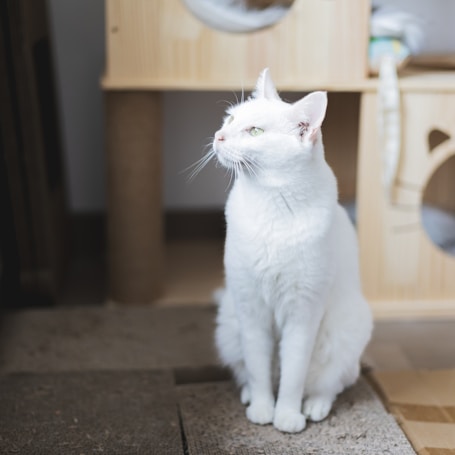 A white cat sits gracefully on a textured surface, looking to the side. The background features wooden cat furniture with cutouts and soft textures.