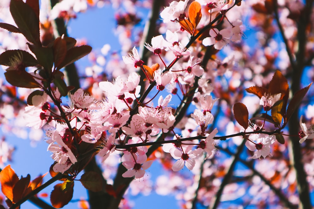 a tree with lots of white and pink flowers