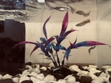 Underwater scene with a plant displaying long, pointed leaves in vibrant colors of blue and purple. Several fish swim around in the background, while the aquarium contains white and black pebbles at the bottom.