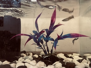 Underwater scene with a plant displaying long, pointed leaves in vibrant colors of blue and purple. Several fish swim around in the background, while the aquarium contains white and black pebbles at the bottom.