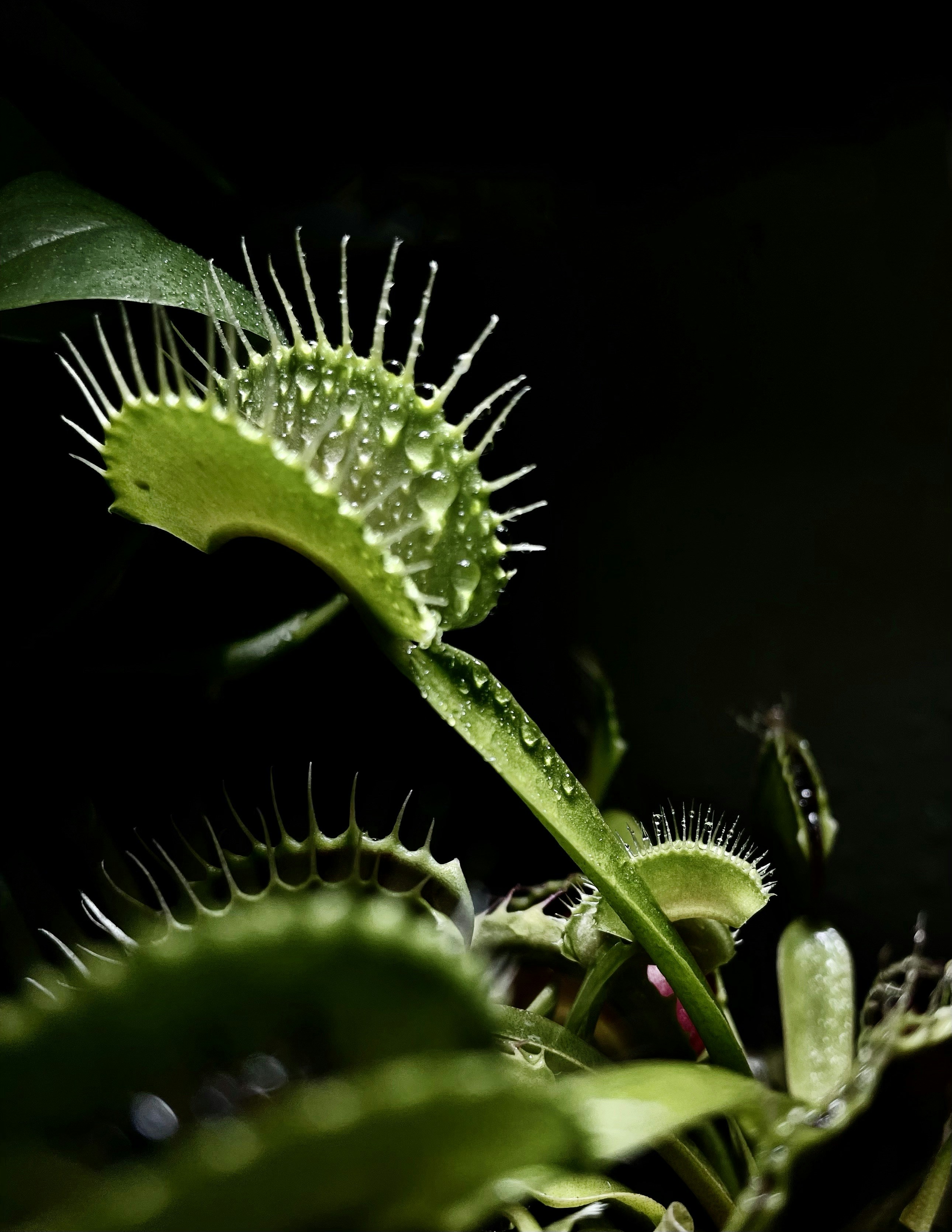 Unique Carnivorous Plant Gifts