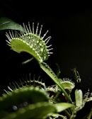 Close-up of a vibrant Venus flytrap with its traps open, showcasing its unique carnivorous nature.