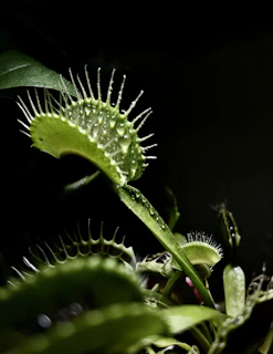 Close-up of a Dionaea muscipula trap capturing a small insect at dusk