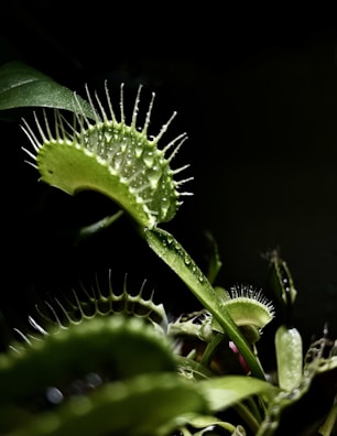 Close-up of a vibrant Venus flytrap with its traps open, showcasing its unique carnivorous nature.