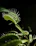 Close-up of a vibrant Venus flytrap with open traps against a dark green mossy background.
