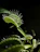Close-up of a vibrant Venus flytrap with open traps against a dark green mossy background.