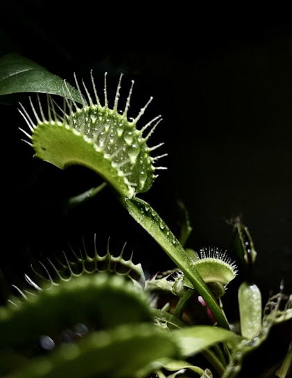 A vibrant close-up of a carnivorous plant with dew-covered traps ready to catch insects.