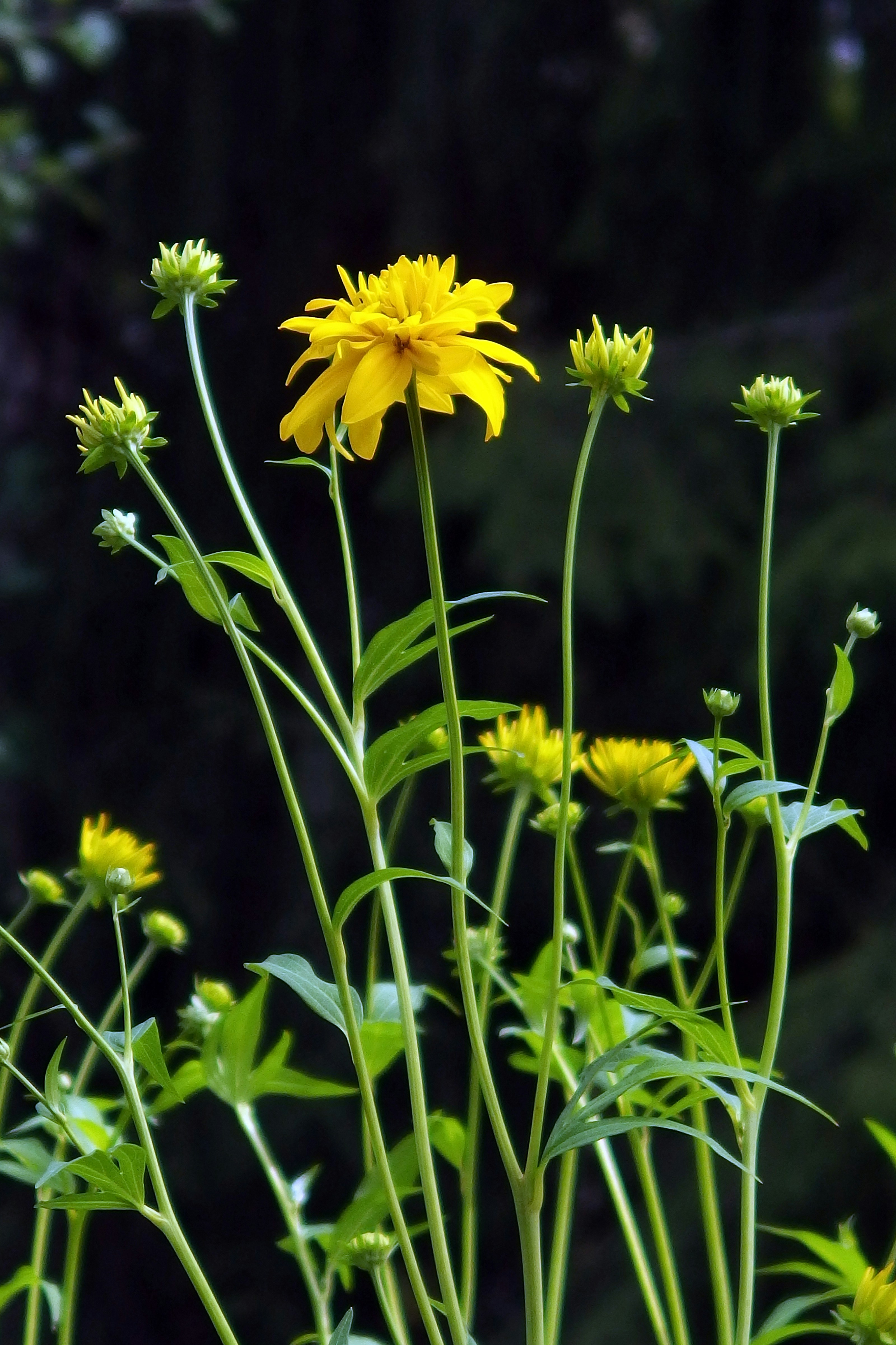 A bunch of yellow flowers in a field