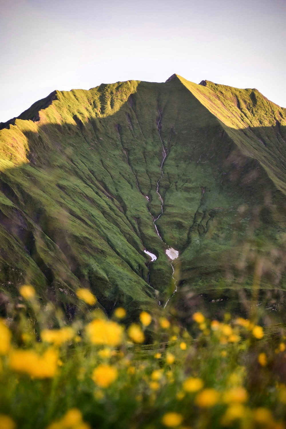 a view of a green mountain with yellow flowers in the foreground