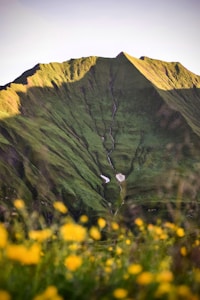 Ayurvedic Wellness Products