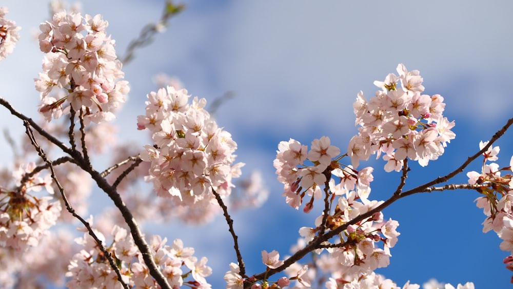 a branch of a tree with pink flowers