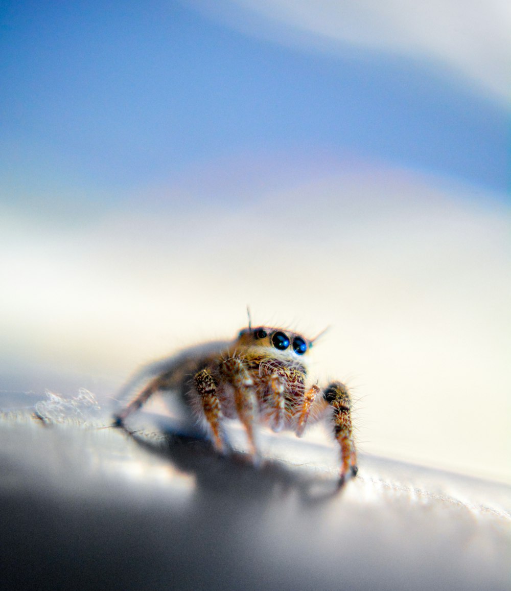 a close up of a spider with blue eyes