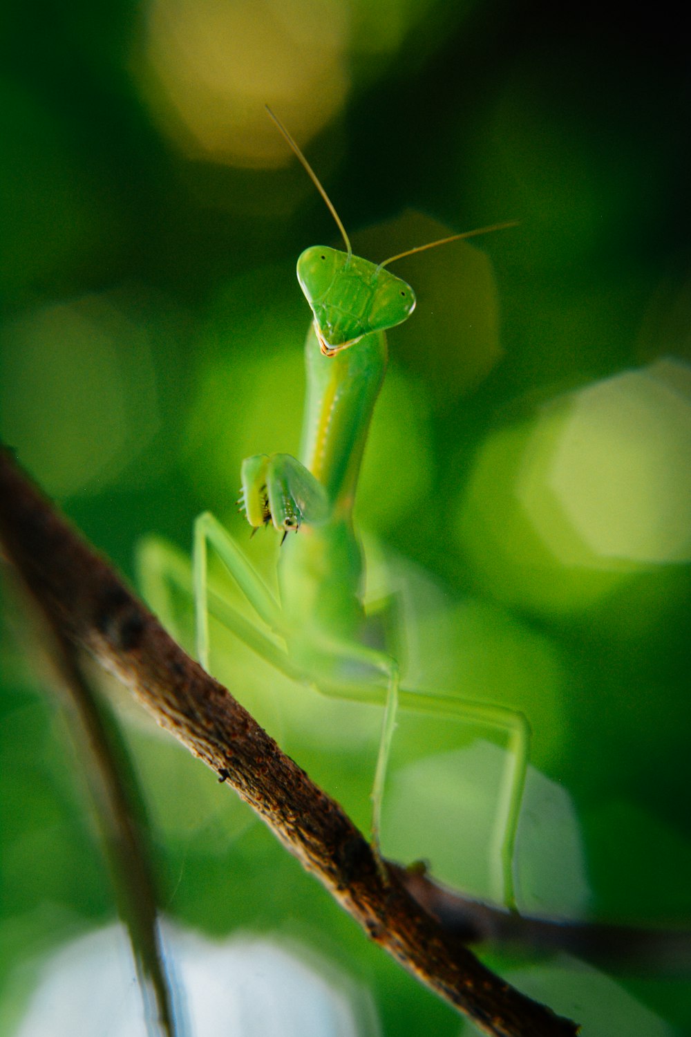 a close up of a grasshopper on a branch