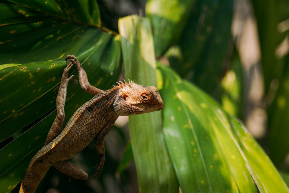 a small lizard climbing up a green leafy plant