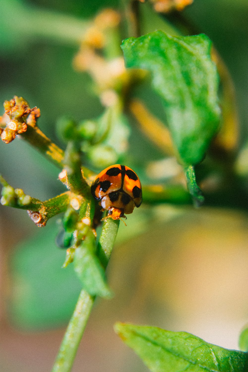 a lady bug sitting on top of a green plant