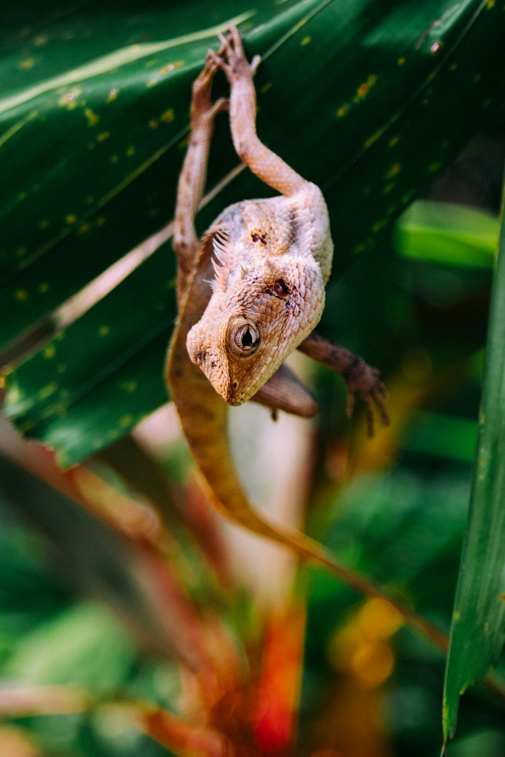 a lizard hanging upside down on a leaf