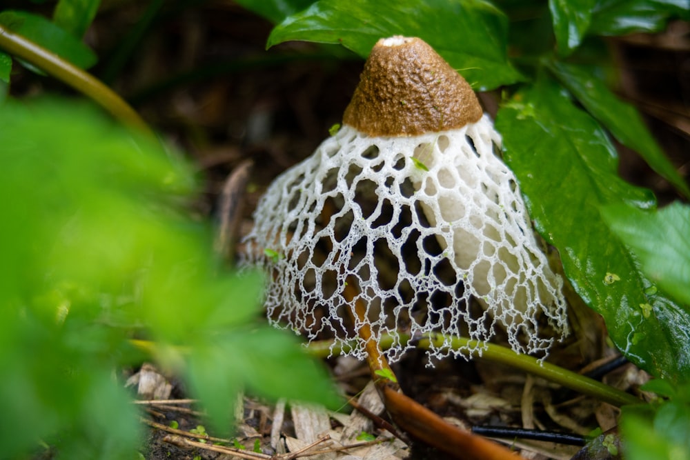 a close up of a mushroom on the ground