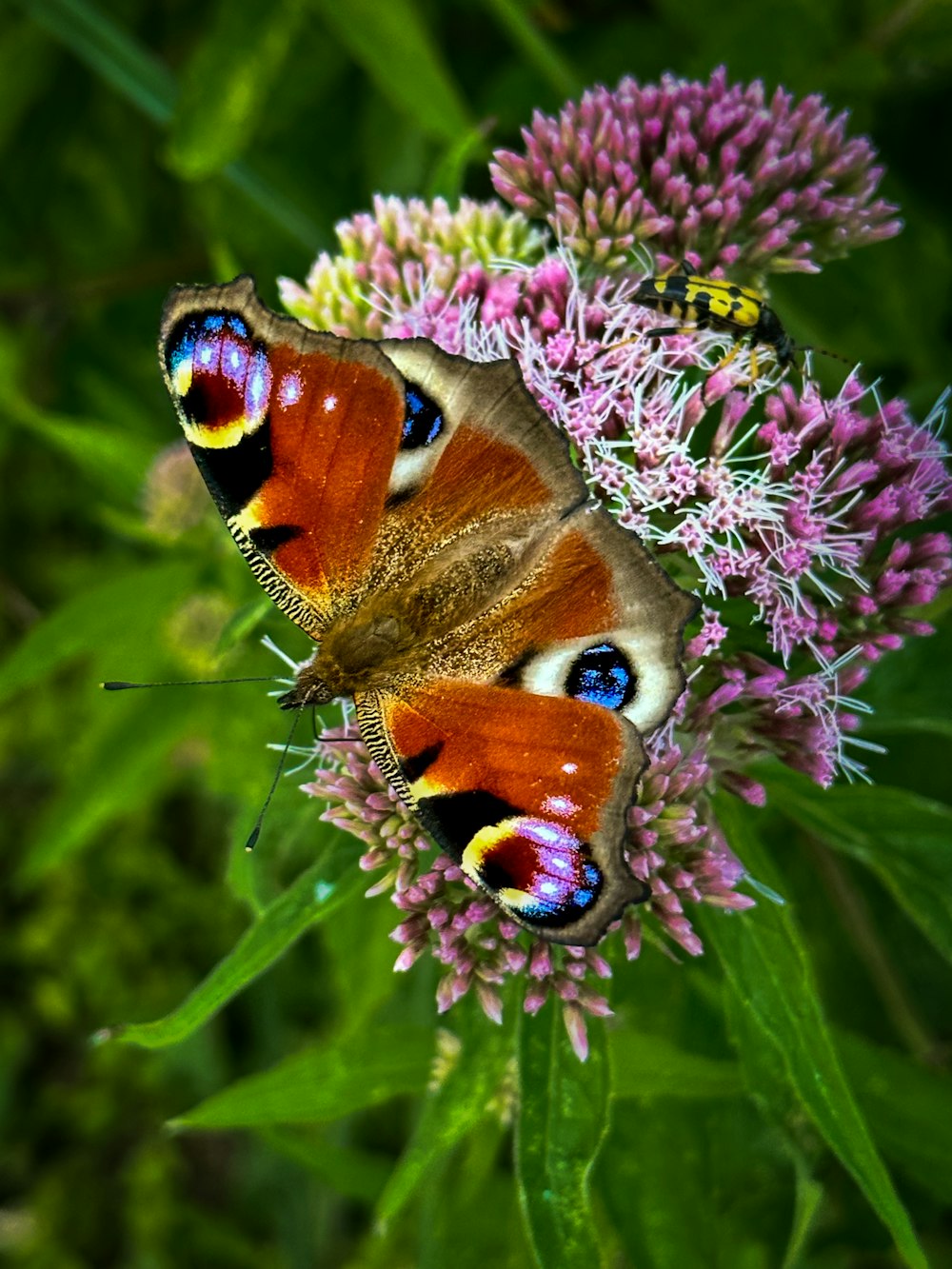 two butterflies sitting on top of a purple flower