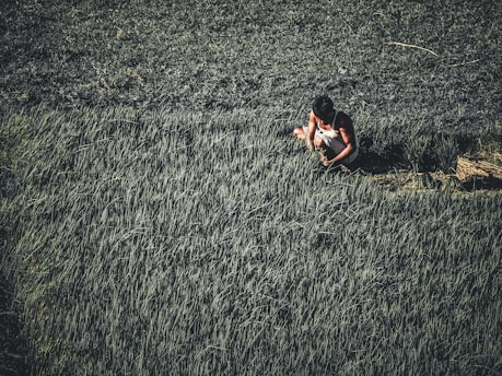 A vibrant Indian farmer tending to lush green crops at sunrise.