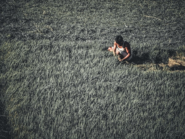 A person is working in a lush green paddy field, focused on tending the crops. The surrounding landscape shows dense growth, with a contrast of lighter and darker greens.