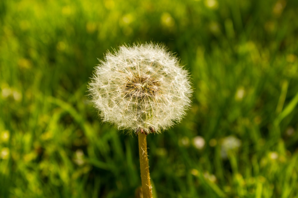 a dandelion in a field of green grass