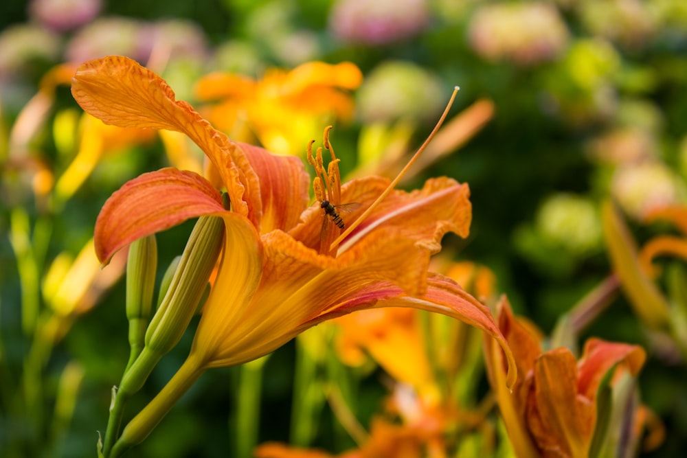 a close up of a flower with many flowers in the background