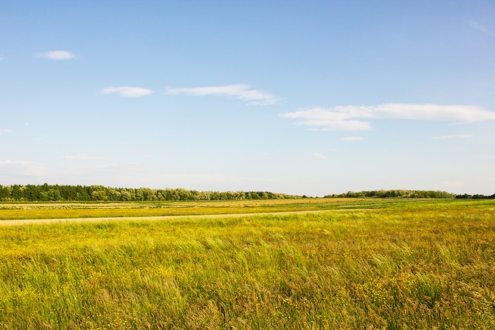 a grassy field with trees in the distance