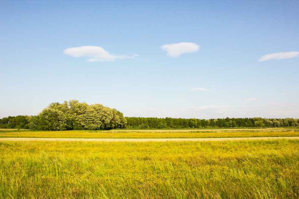 a grassy field with a tree in the distance