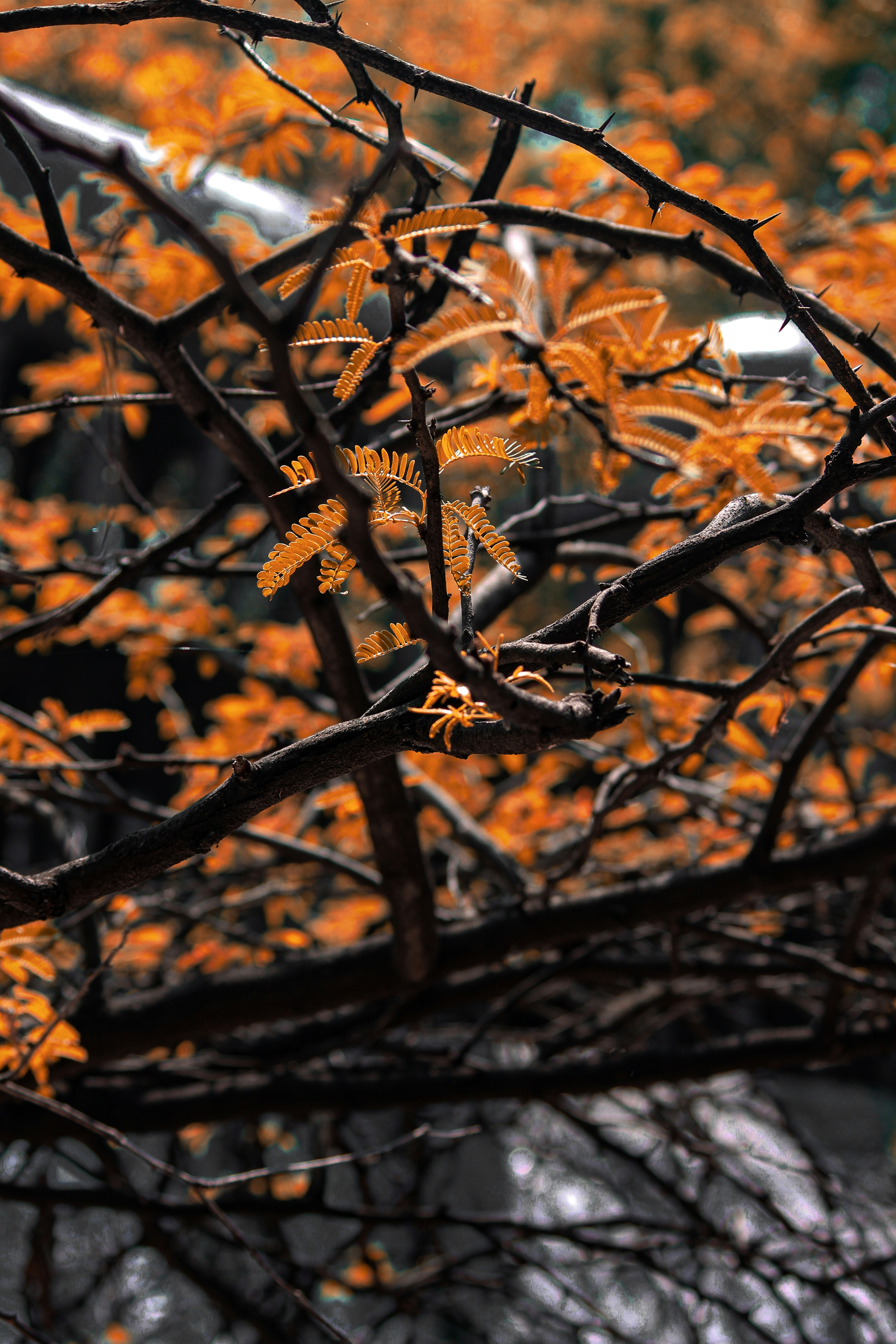 Photo by ankit_pai_n