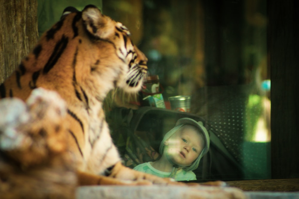 a young child looking at a tiger through a window