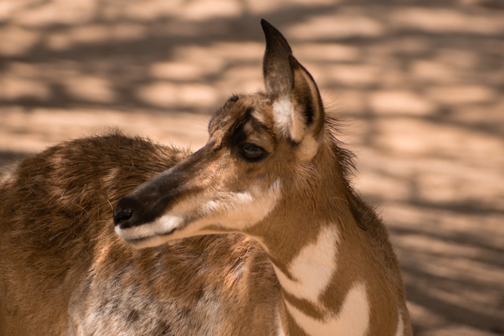 a close up of a deer with a blurry background