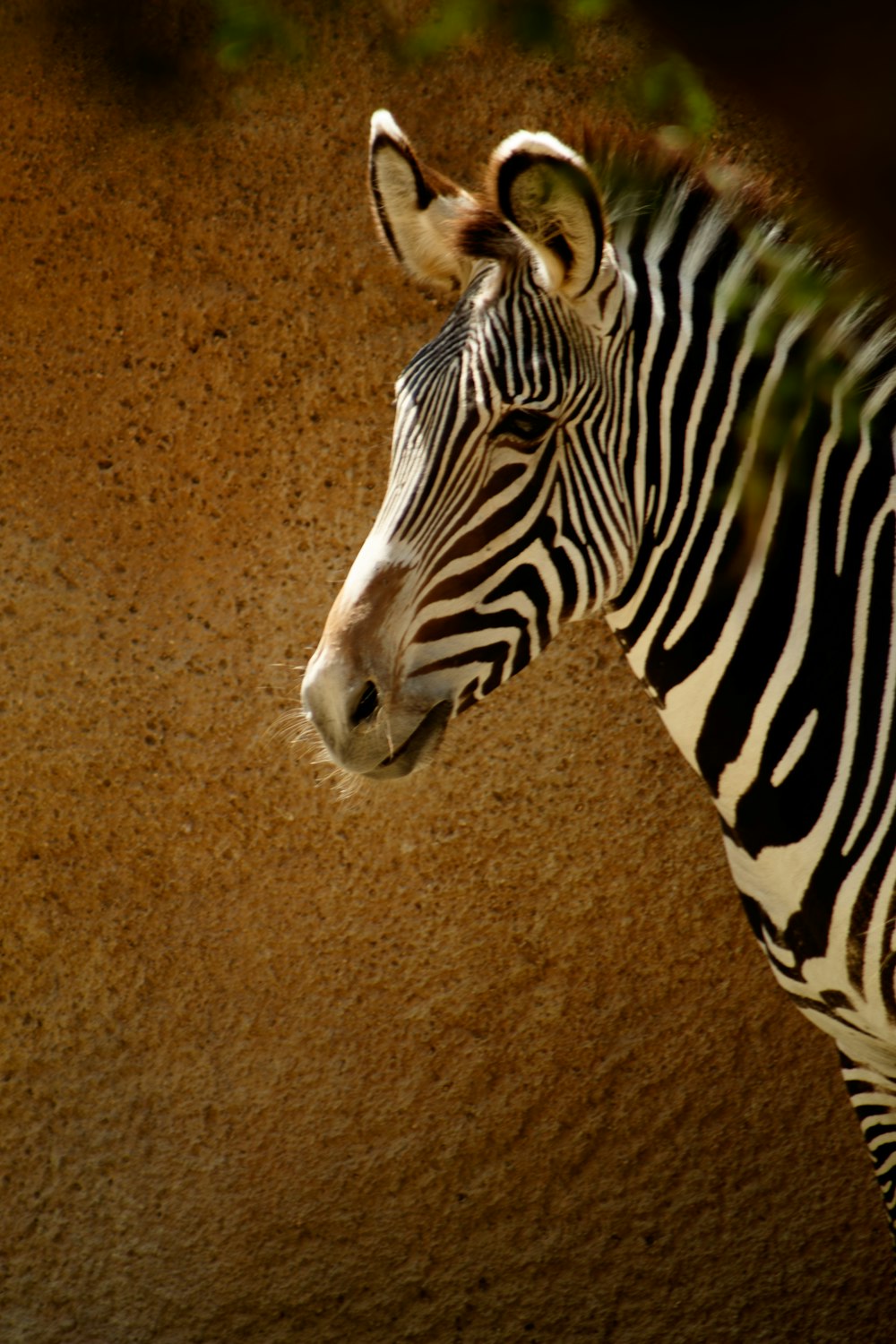 a close up of a zebra near a wall