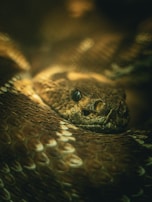 A close-up view of a coiled snake with its scales prominently visible. The snake's head is centered in the frame, and its dark eyes and textured scales are in focus. The scene is dimly lit, emphasizing the earthy tones of the snake's skin.