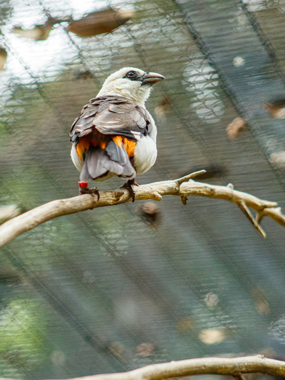 a bird sitting on a branch in a cage