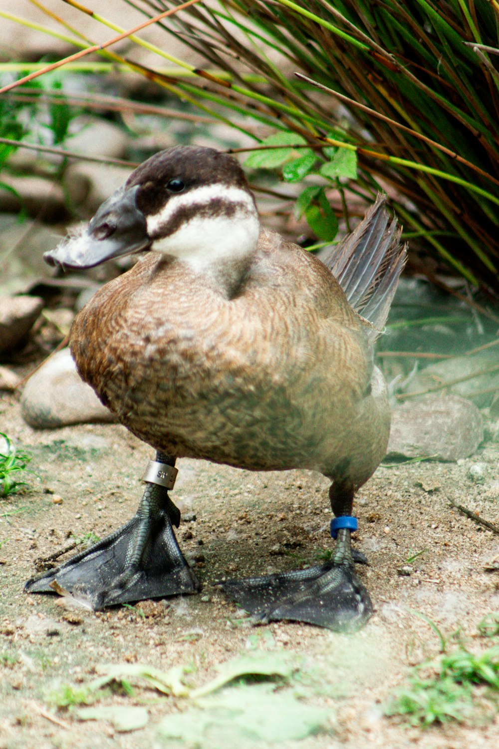 a duck standing on its hind legs on the ground