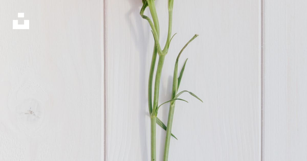 Una sola rosa rosa sentada encima de una pared blanca foto – Imagen de ...