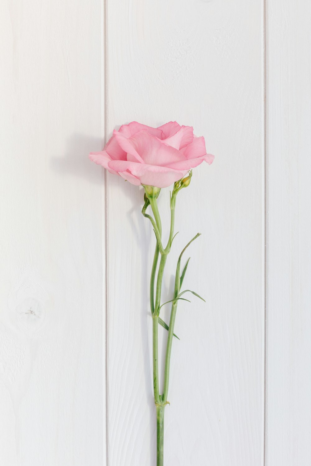 a single pink rose sitting on top of a white wall