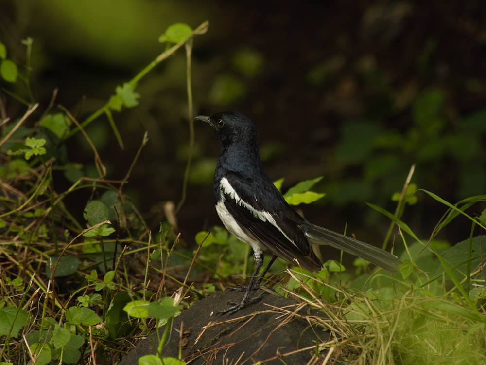 Un oiseau noir et blanc se tient sur un rocher