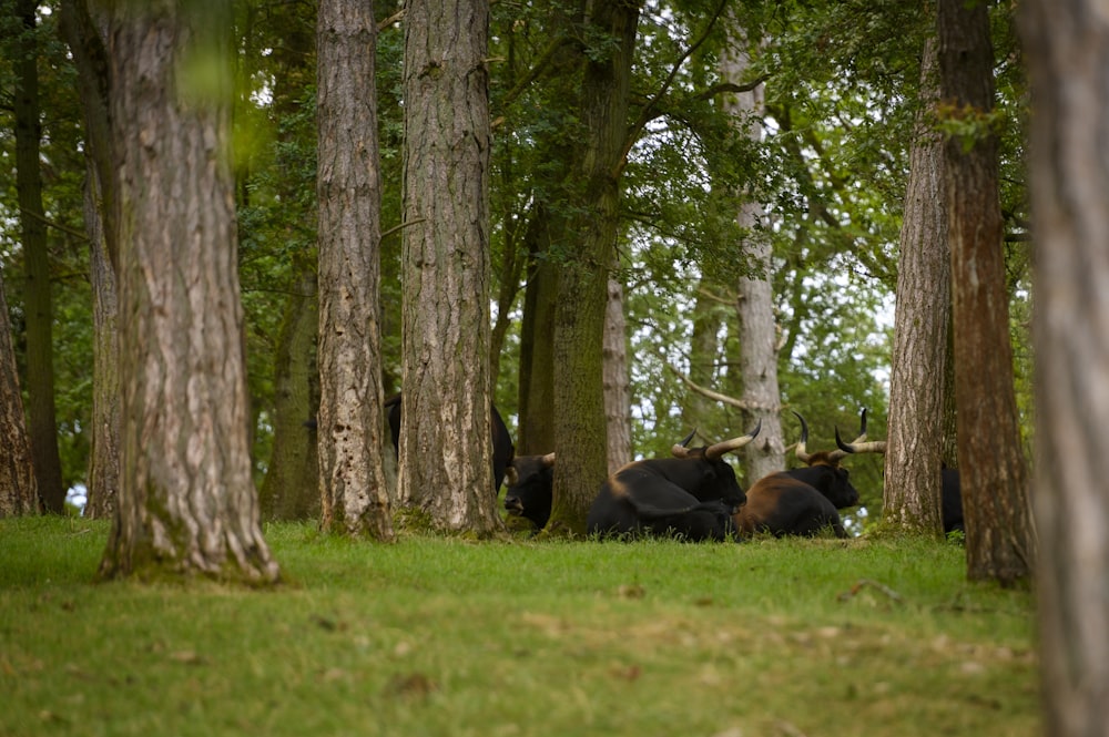 a herd of cattle sitting in the middle of a forest
