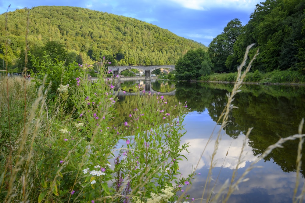 a body of water surrounded by lush green trees