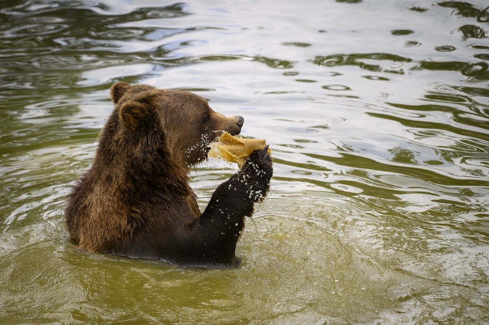 a brown bear eating a banana in the water
