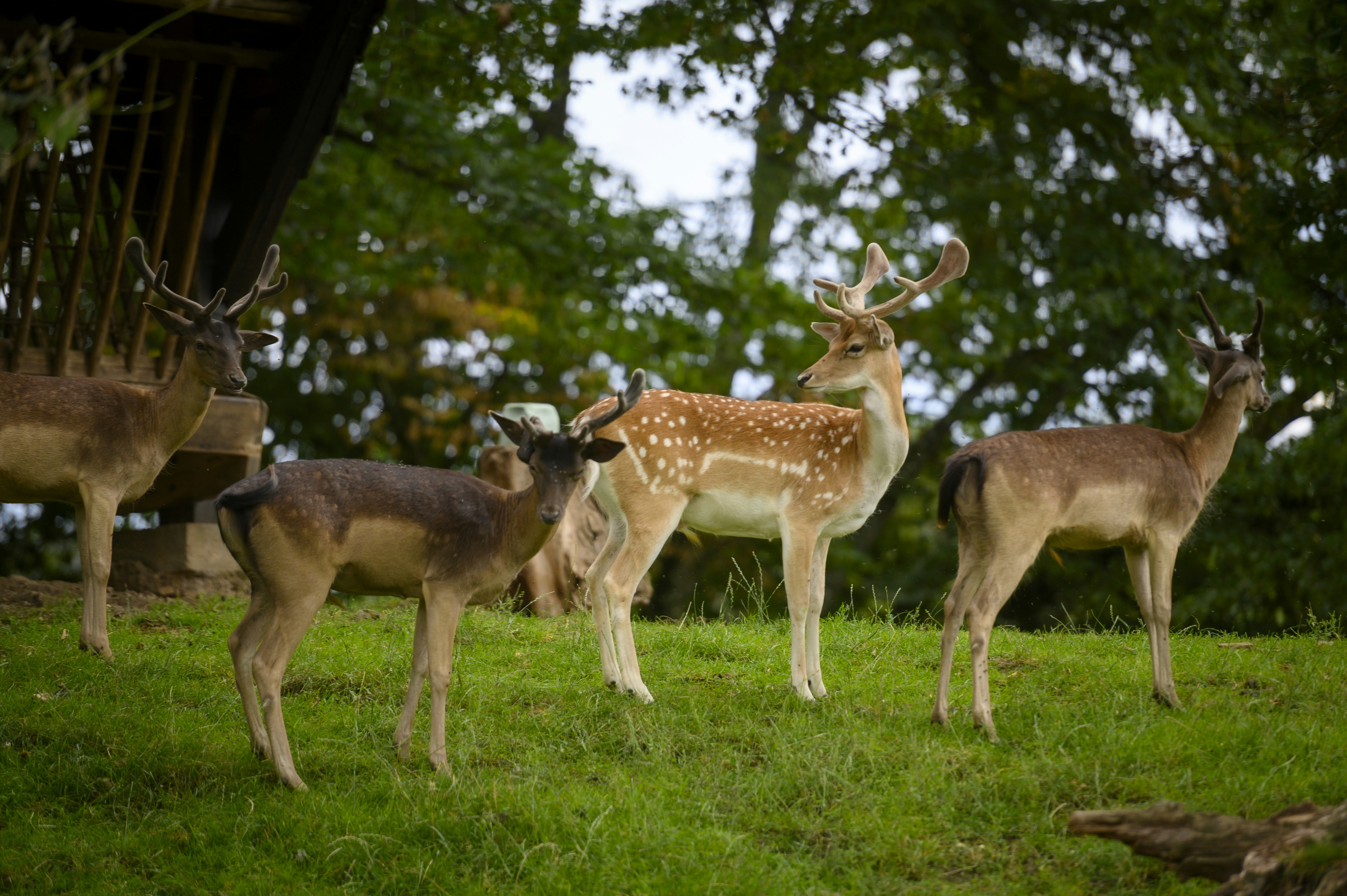 a herd of deer standing on top of a lush green field