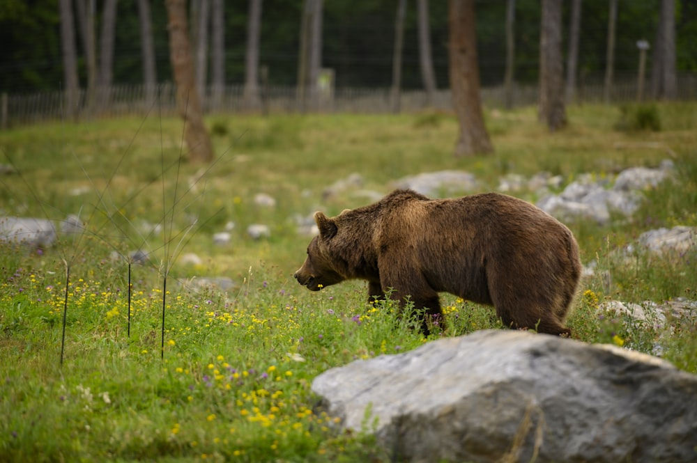 a brown bear walking through a lush green forest