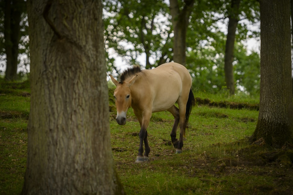 a brown horse walking through a lush green forest