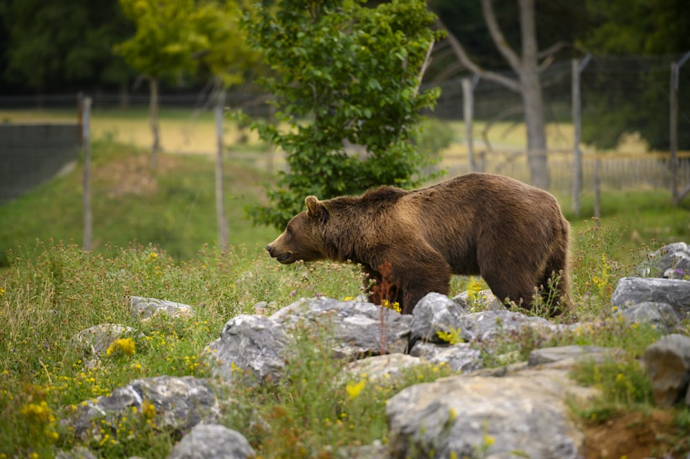 a large brown bear walking across a lush green field